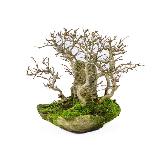 Buiten Bonsai Carpinus coreana met steen op plank 32cm, hoogte ~27cm