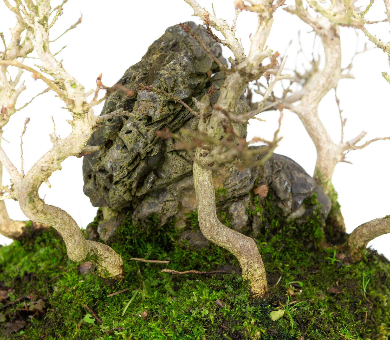 Buiten Bonsai Carpinus coreana met steen op plank 32cm, hoogte ~27cm