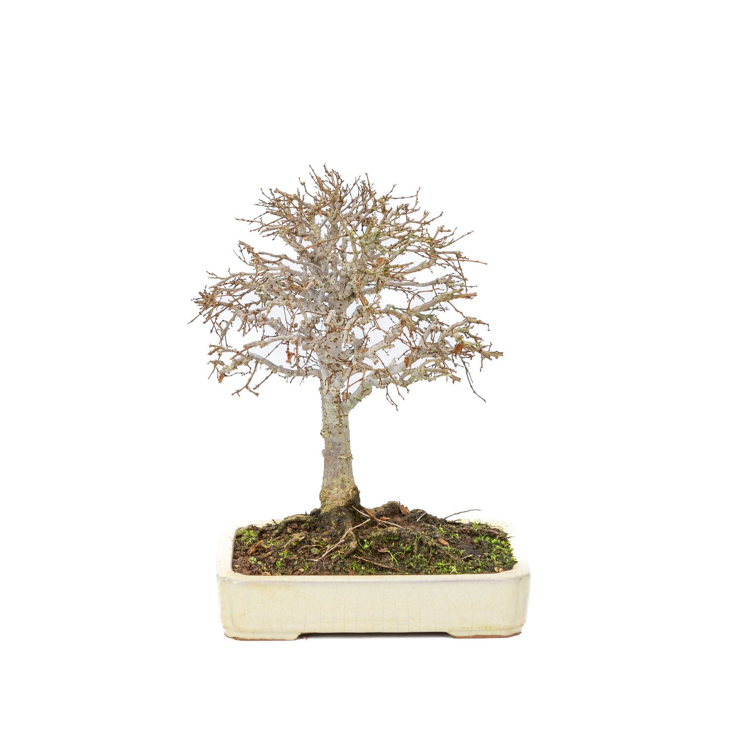 Pot rectangulaire crème pour bonsaï d'extérieur Shohin Zelkova serrata, 18 cm de diamètre, hauteur ~ 26 cm