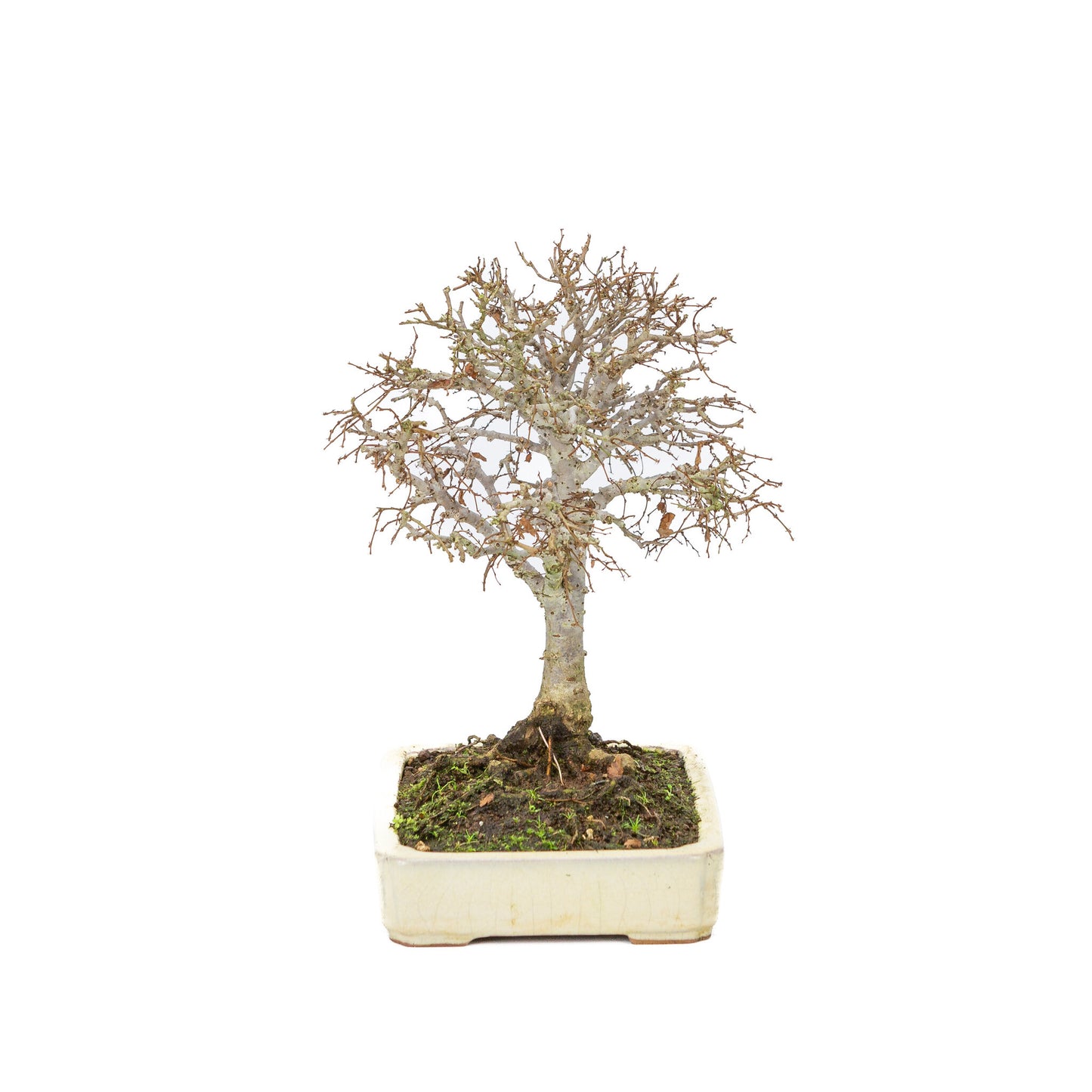 Pot rectangulaire crème pour bonsaï d'extérieur Shohin Zelkova serrata, 18 cm de diamètre, hauteur ~ 26 cm