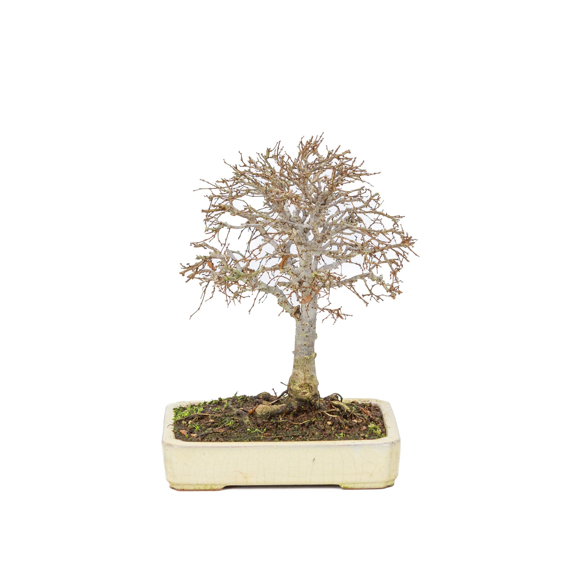 Pot rectangulaire crème pour bonsaï d'extérieur Shohin Zelkova serrata, 18 cm de diamètre, hauteur ~ 26 cm