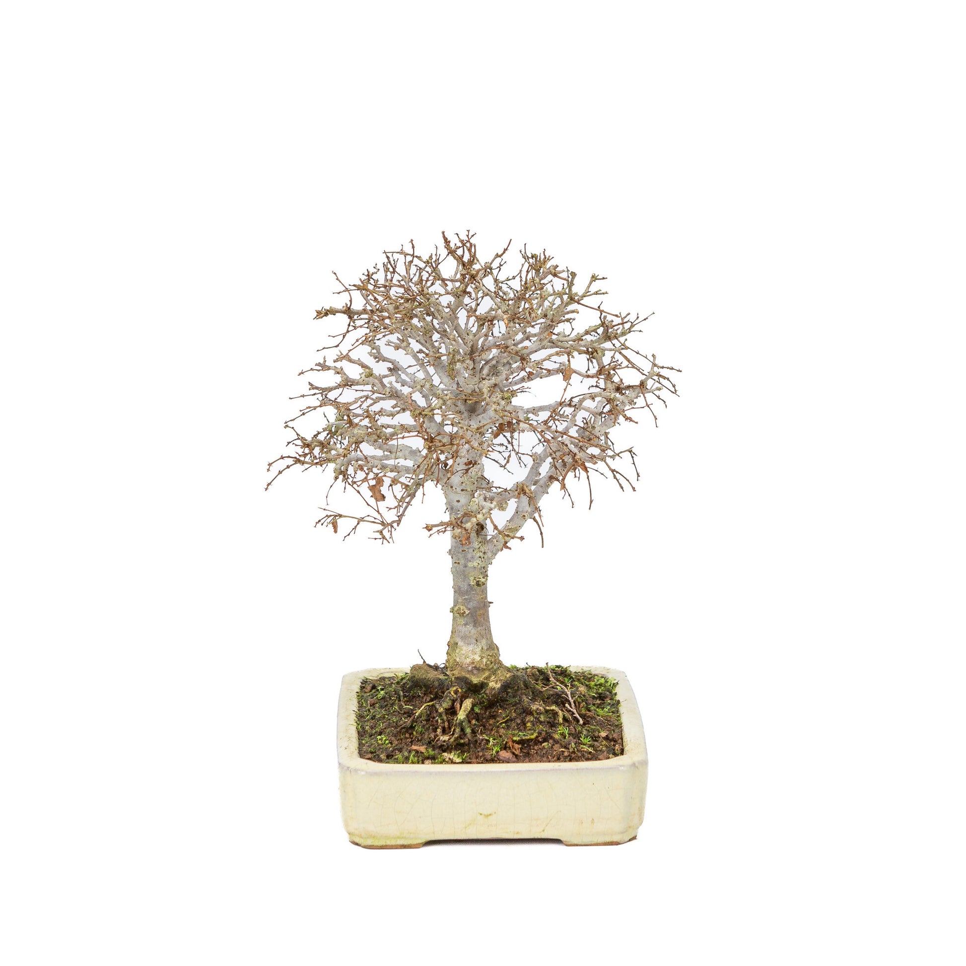 Pot rectangulaire crème pour bonsaï d'extérieur Shohin Zelkova serrata, 18 cm de diamètre, hauteur ~ 26 cm