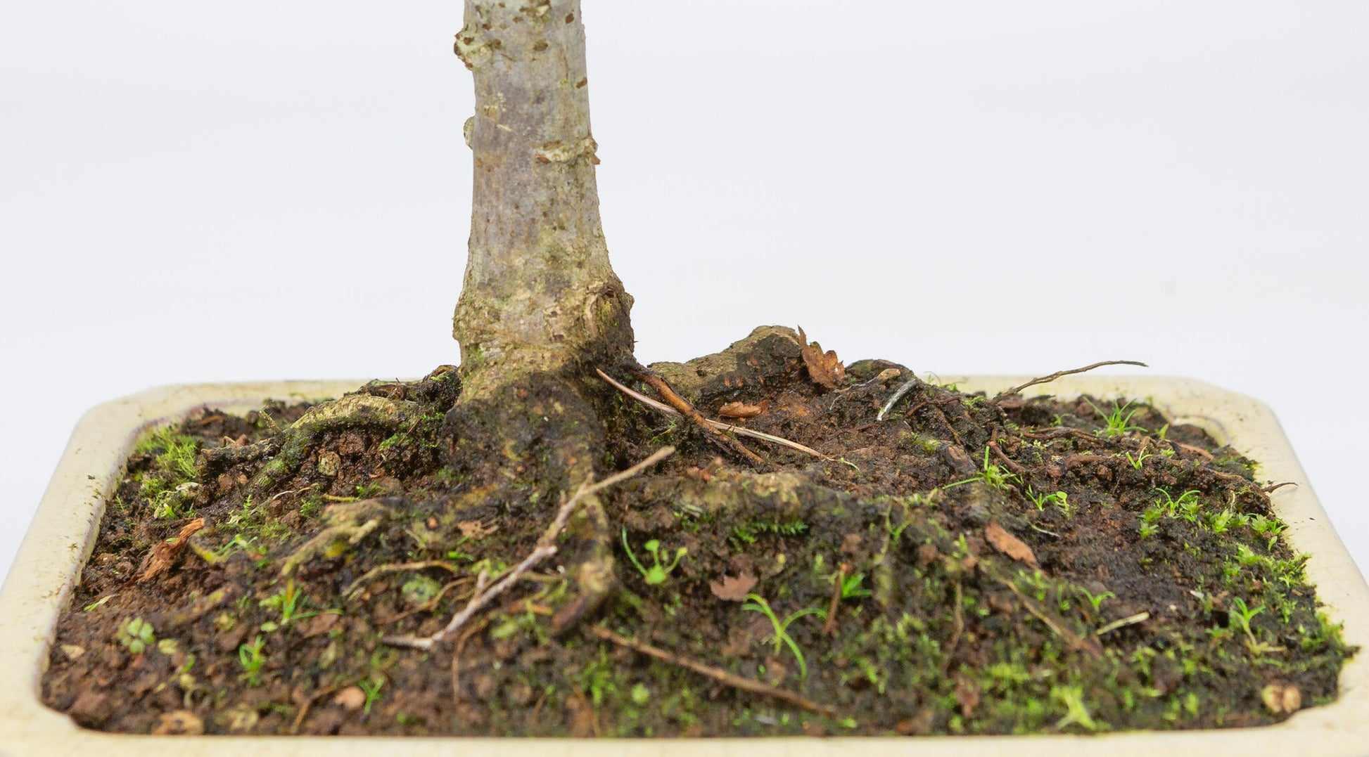 Pot rectangulaire crème pour bonsaï d'extérieur Shohin Zelkova serrata, 18 cm de diamètre, hauteur ~ 26 cm