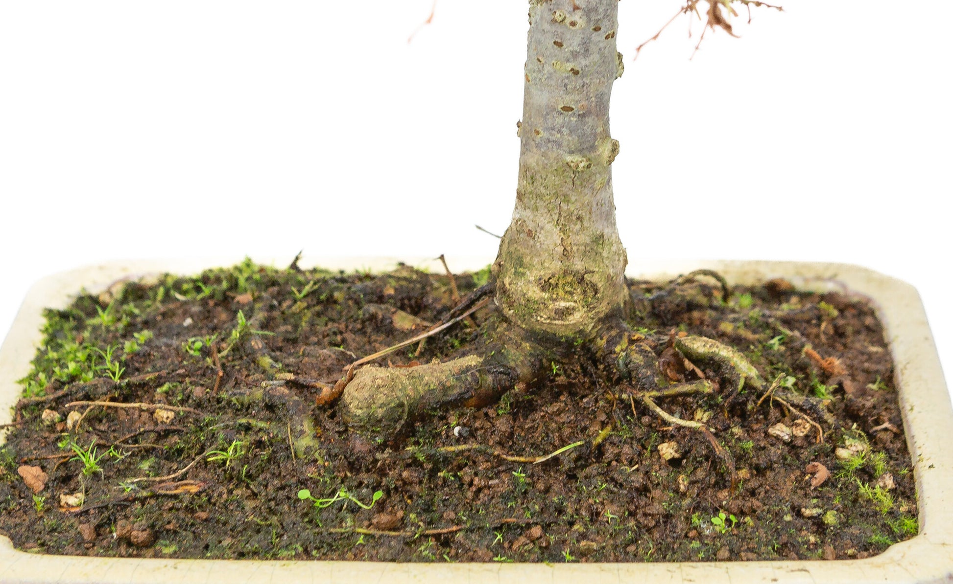 Pot rectangulaire crème pour bonsaï d'extérieur Shohin Zelkova serrata, 18 cm de diamètre, hauteur ~ 26 cm