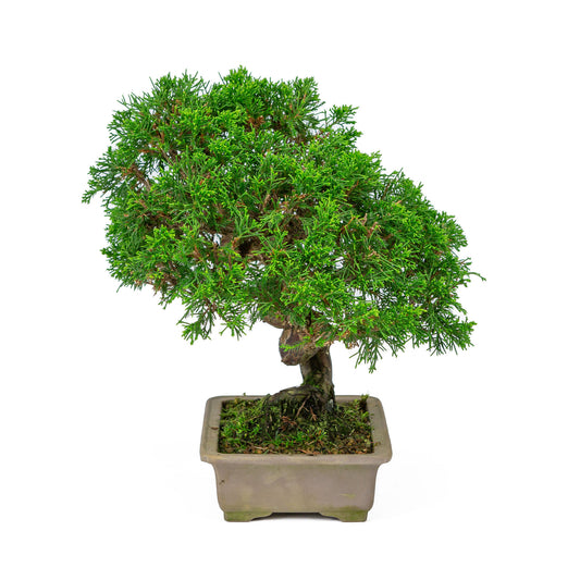 Buiten Bonsai Juniperus chinensis ongeglazuurde rechthoekige pot 19cm, hoogte ~31cm