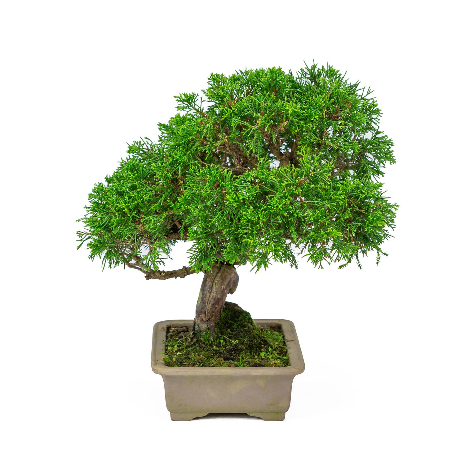 Buiten Bonsai Juniperus chinensis ongeglazuurde rechthoekige pot 19cm, hoogte ~31cm