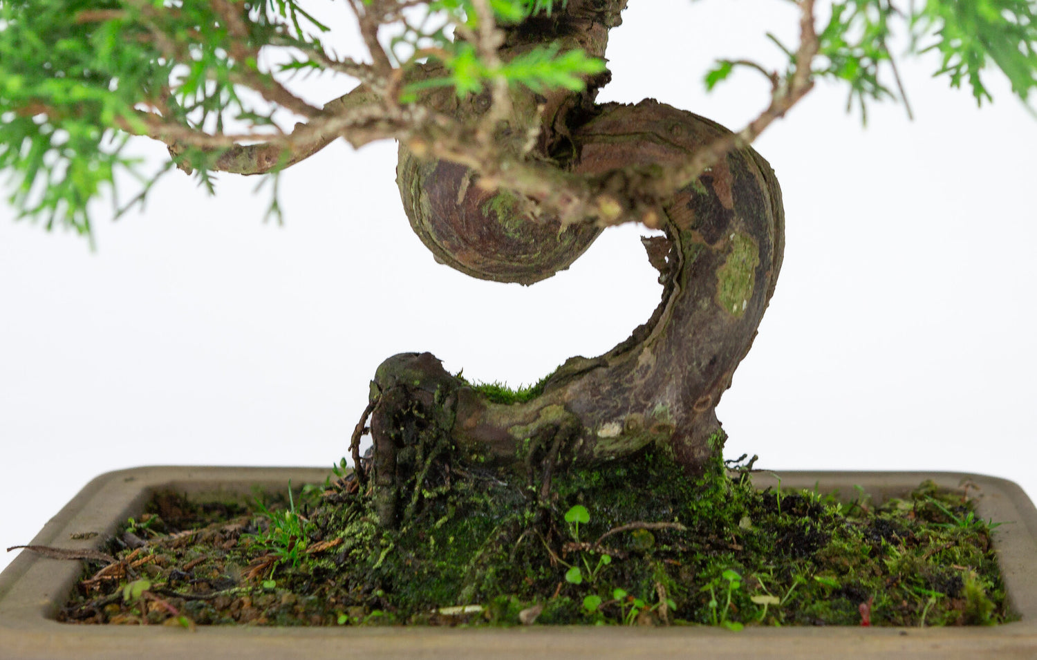 Buiten Bonsai Juniperus chinensis ongeglazuurde rechthoekige pot 19cm, hoogte ~31cm