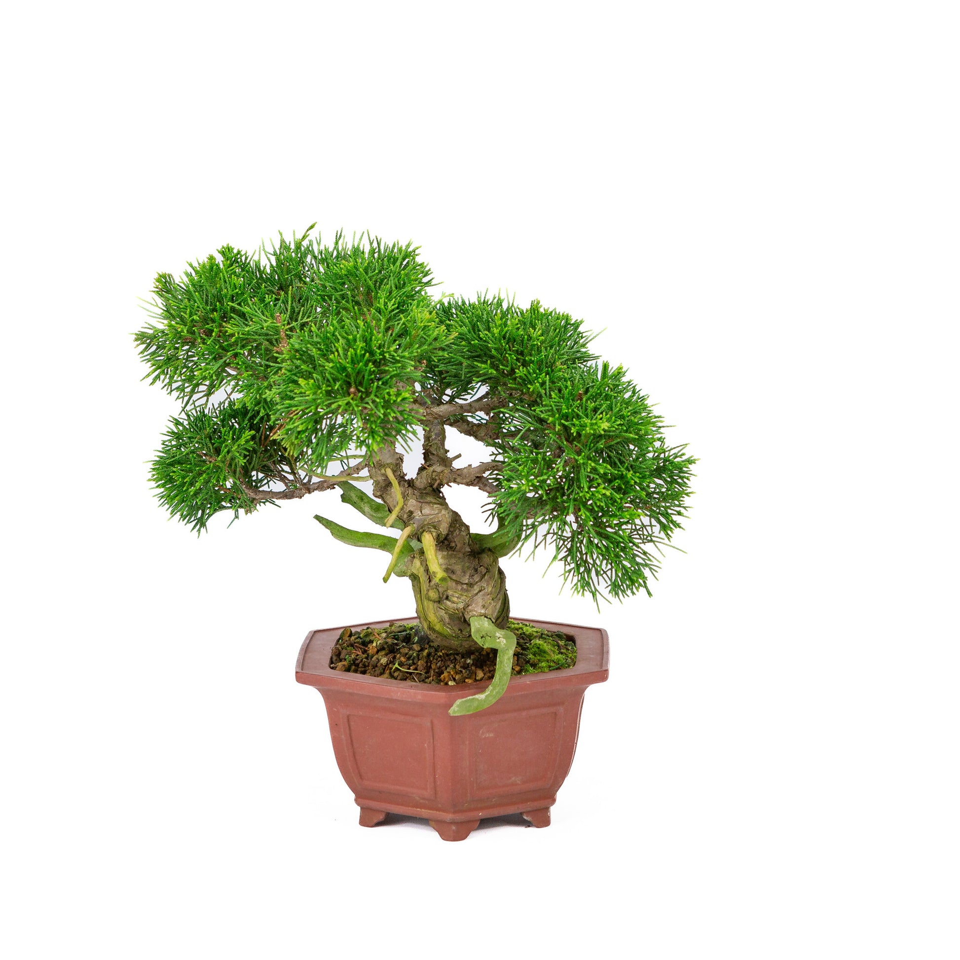 Bonsaï d'extérieur Juniperus chinensis, pot hexagonal non émaillé, 18 cm, hauteur ~28 cm
