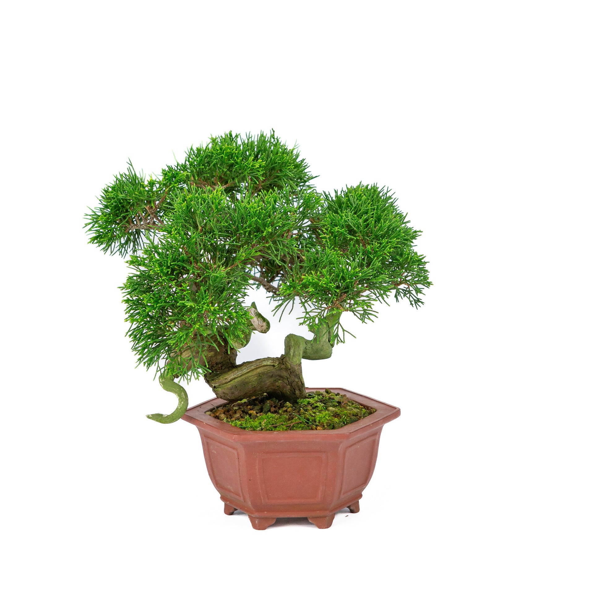 Bonsaï d'extérieur Juniperus chinensis, pot hexagonal non émaillé, 18 cm, hauteur ~28 cm