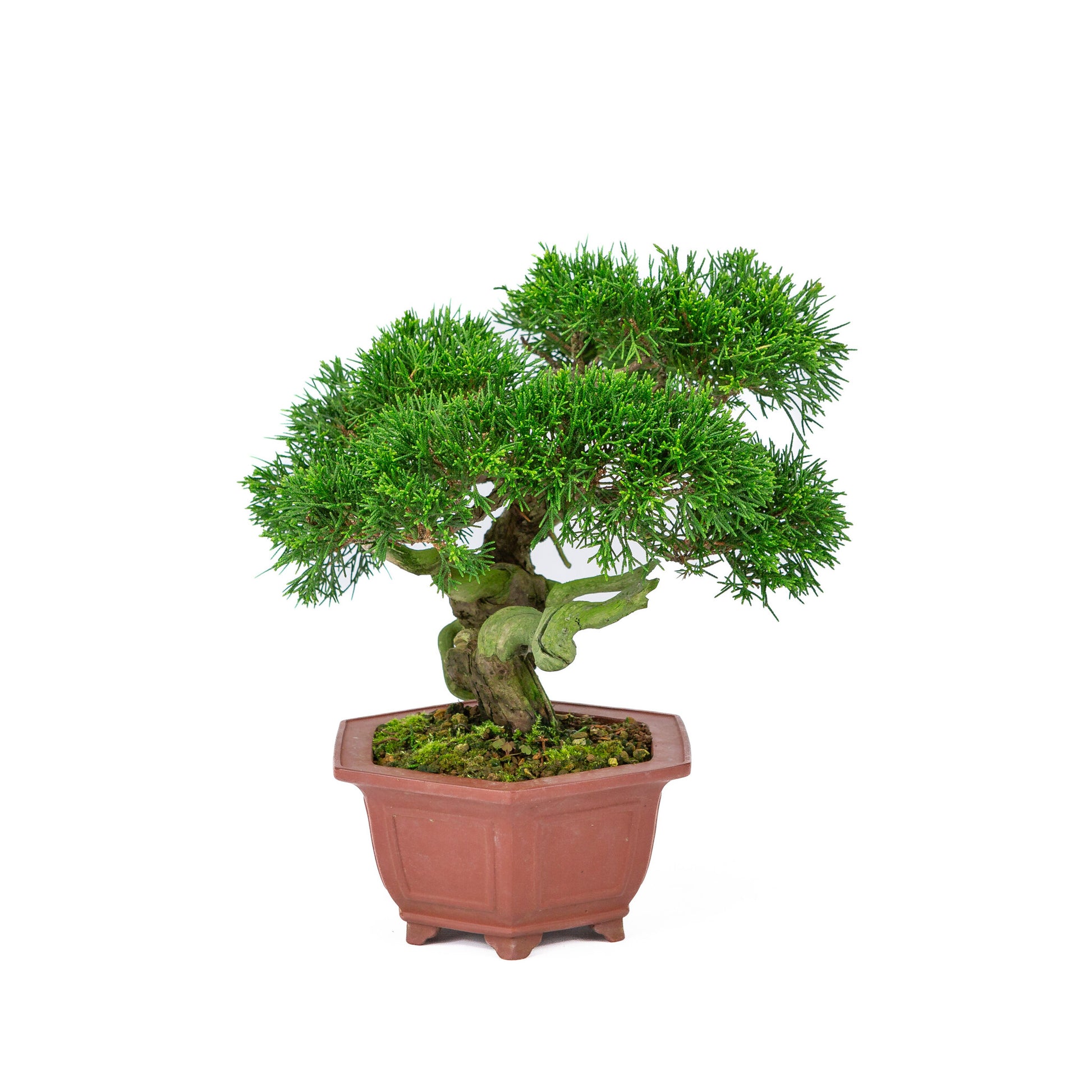 Bonsaï d'extérieur Juniperus chinensis, pot hexagonal non émaillé, 18 cm, hauteur ~28 cm