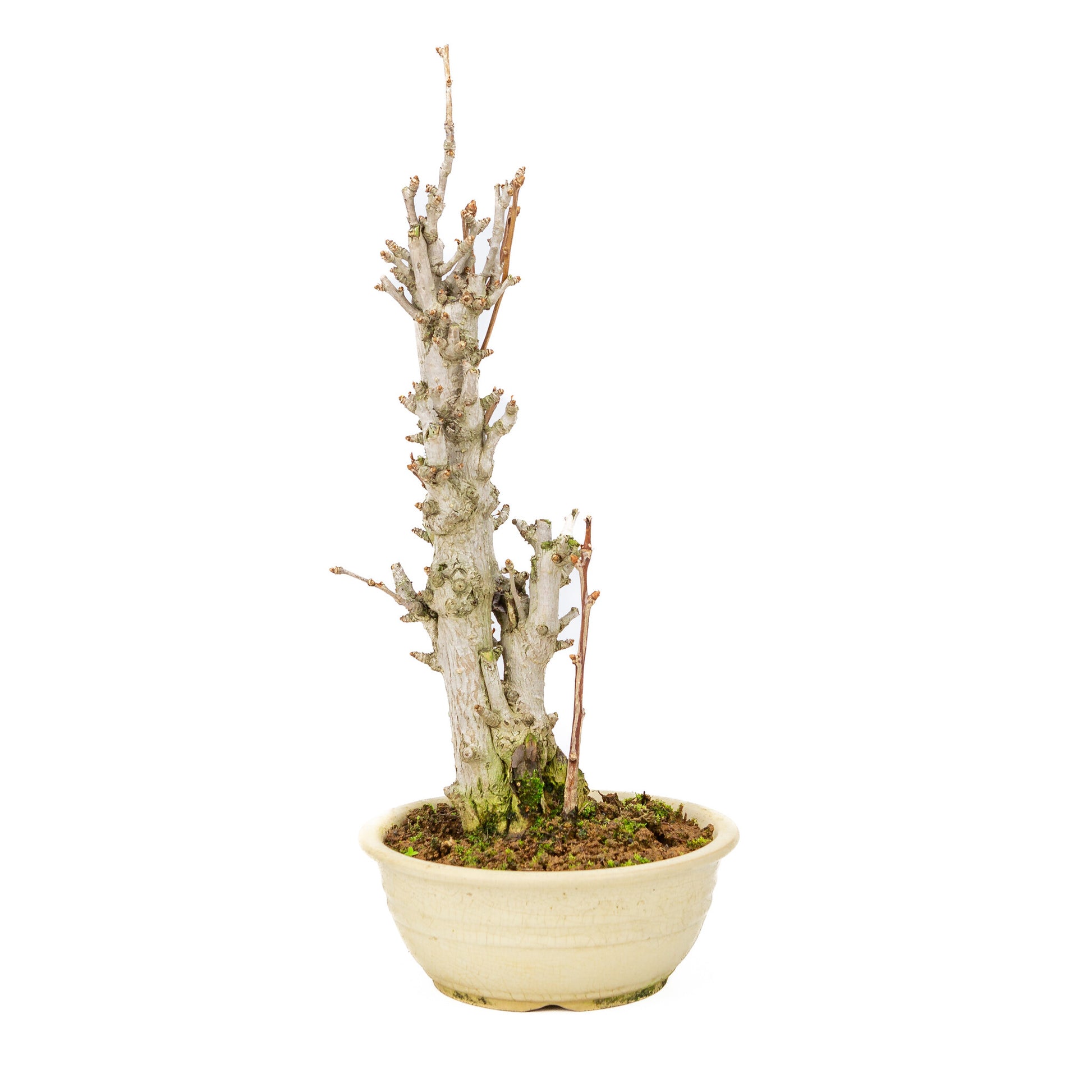 Bonsaï d'extérieur Ginkgo biloba en pot rond crème de 20 cm, hauteur ~50 cm