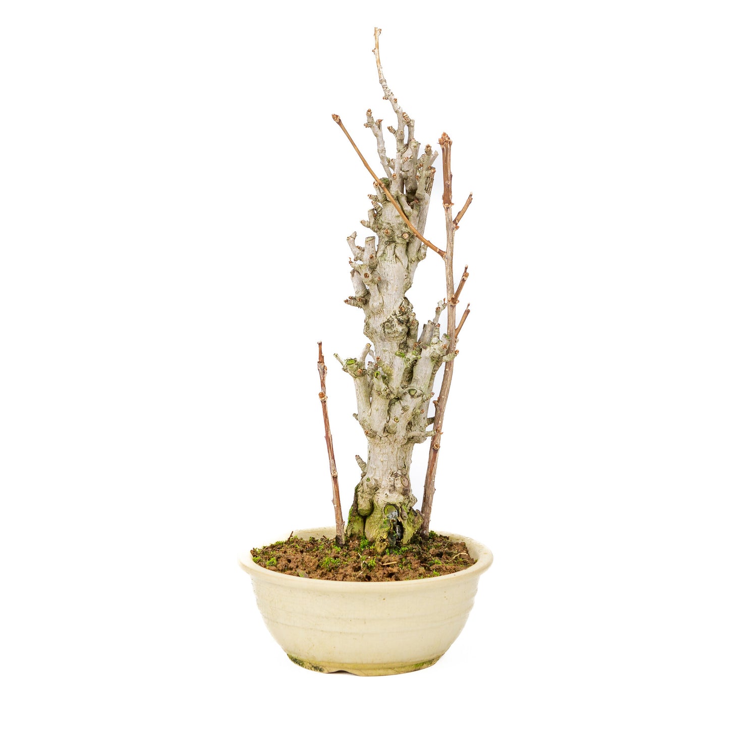 Bonsaï d'extérieur Ginkgo biloba en pot rond crème de 20 cm, hauteur ~50 cm