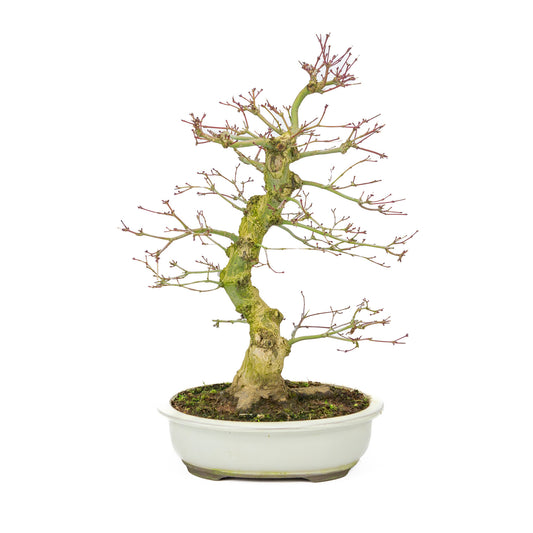 Buiten Bonsai Acer palmatum Benichidori creme ovale pot 24cm, hoogte ~47cm