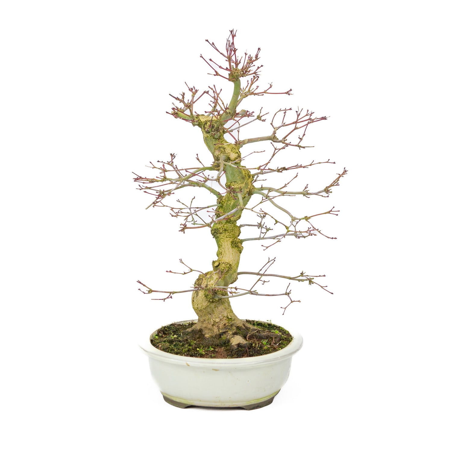 Buiten Bonsai Acer palmatum Benichidori creme ovale pot 24cm, hoogte ~47cm