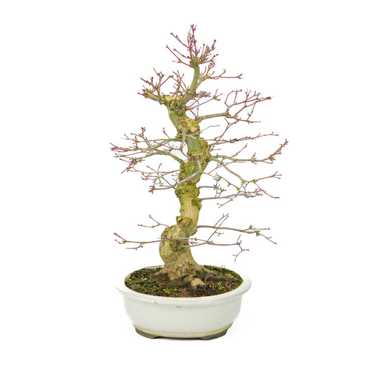 Buiten Bonsai Acer palmatum Benichidori creme ovale pot 24cm, hoogte ~47cm