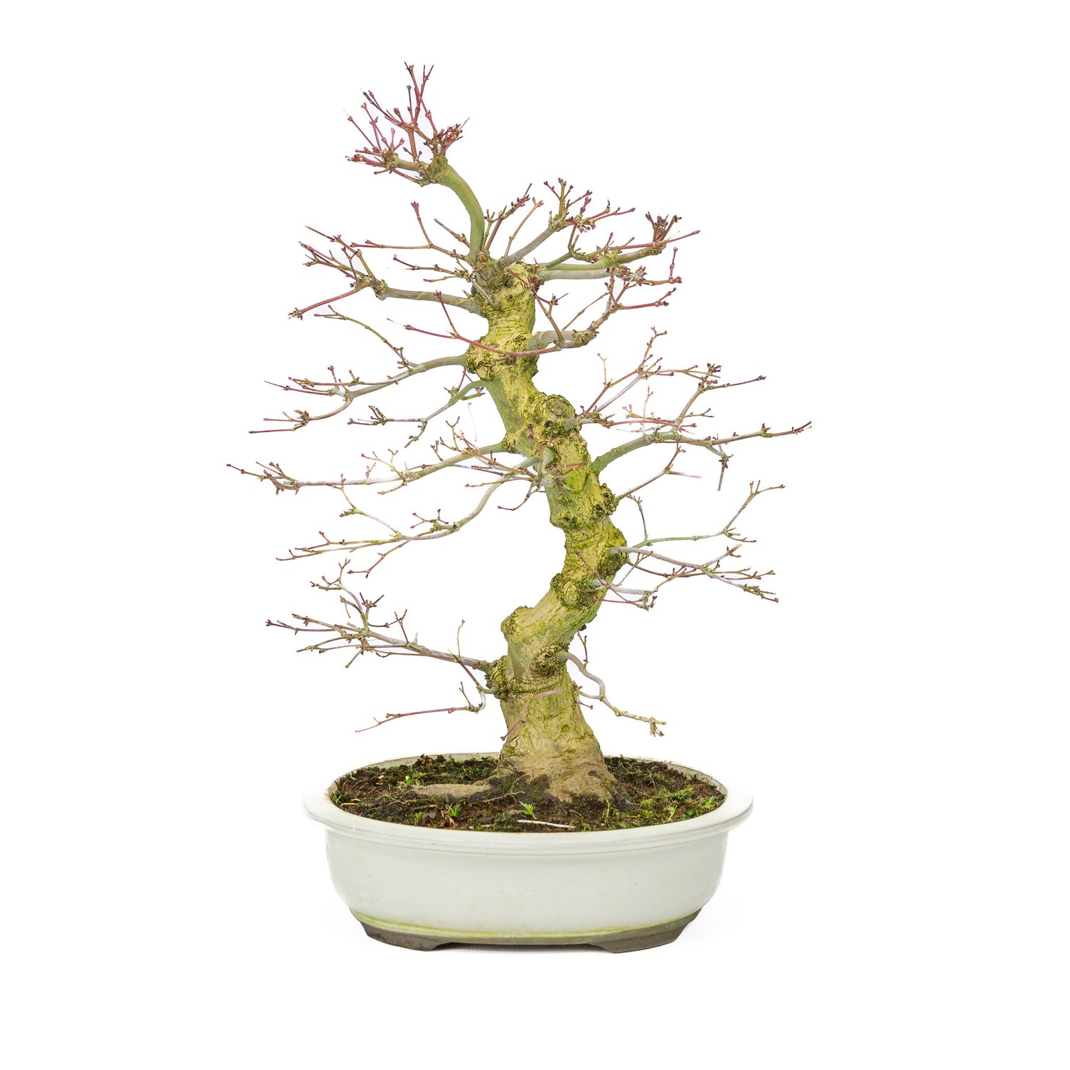 Buiten Bonsai Acer palmatum Benichidori creme ovale pot 24cm, hoogte ~47cm