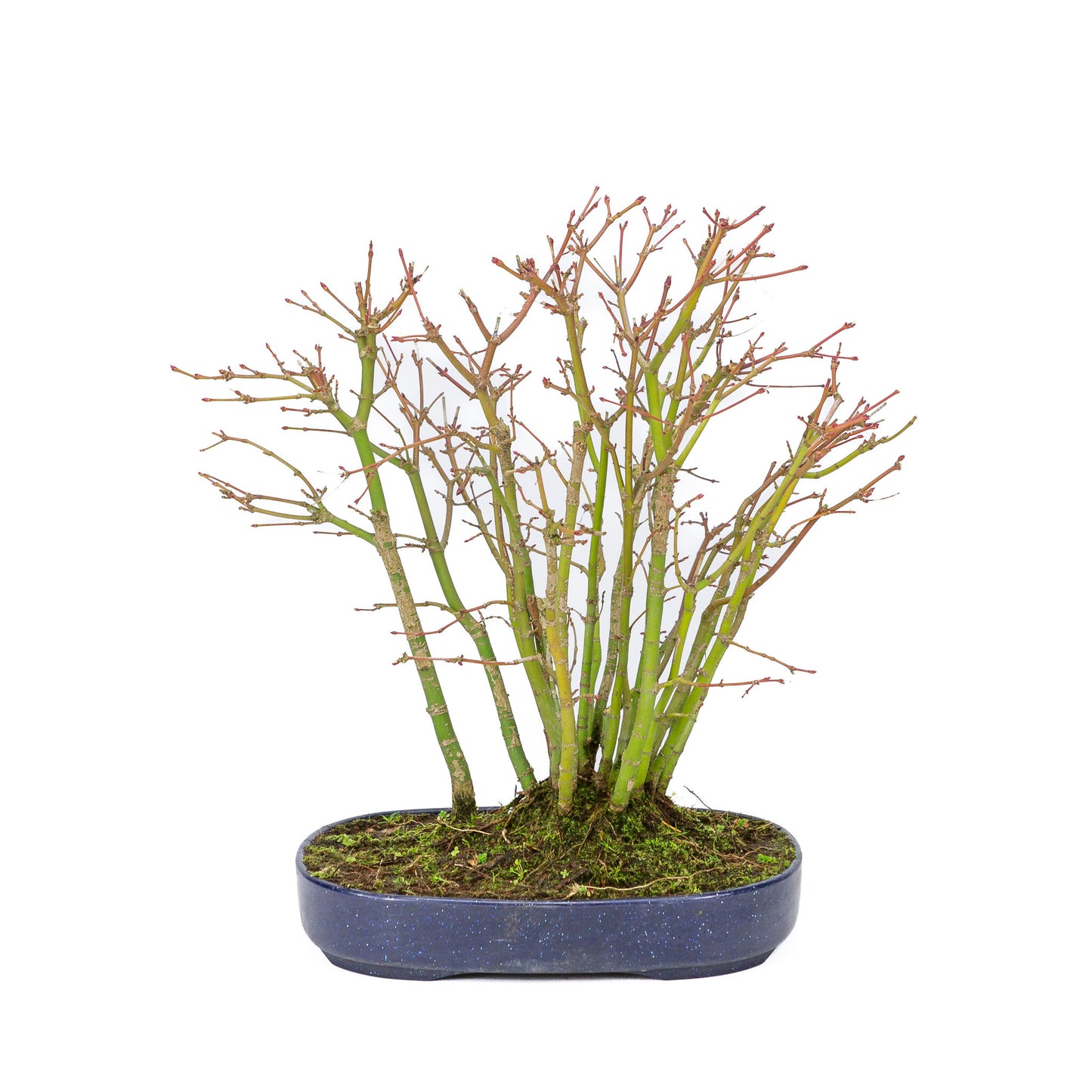 Bonsaï d'extérieur Acer palmatum forest, pot ovale bleu en plastique de 22 cm, hauteur ~32 cm