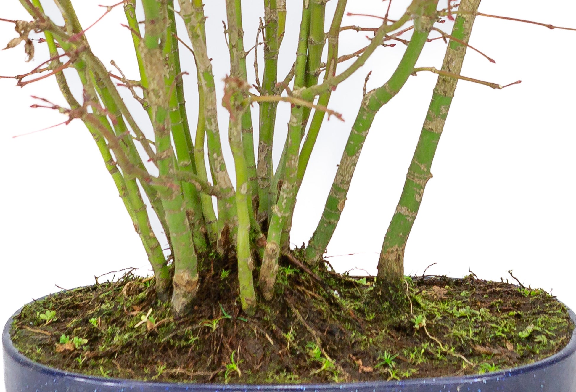 Bonsaï d'extérieur Acer palmatum forest, pot ovale bleu en plastique de 22 cm, hauteur ~32 cm