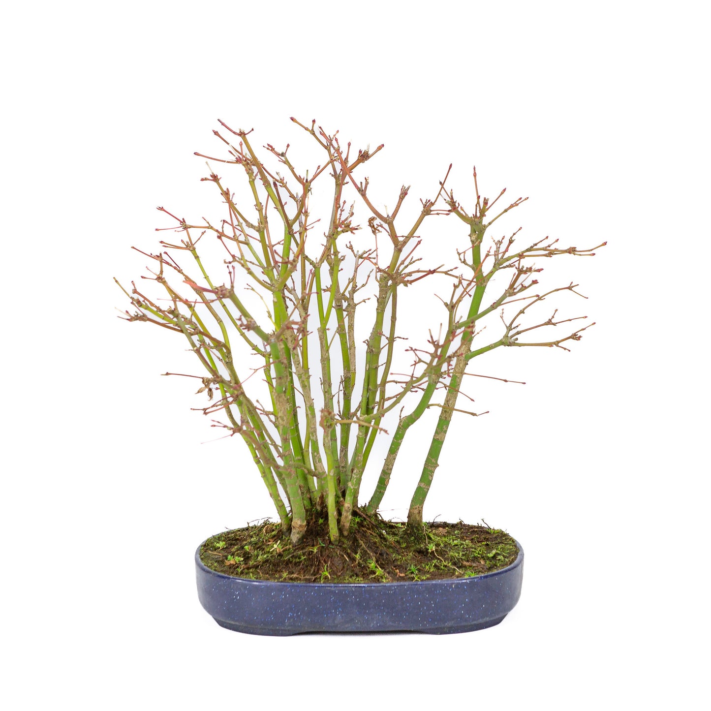 Bonsaï d'extérieur Acer palmatum forest, pot ovale bleu en plastique de 22 cm, hauteur ~32 cm