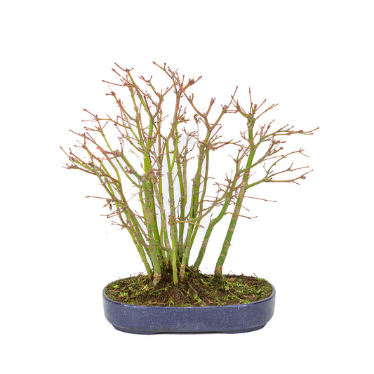 Bonsaï d'extérieur Acer palmatum forest, pot ovale bleu en plastique de 22 cm, hauteur ~32 cm