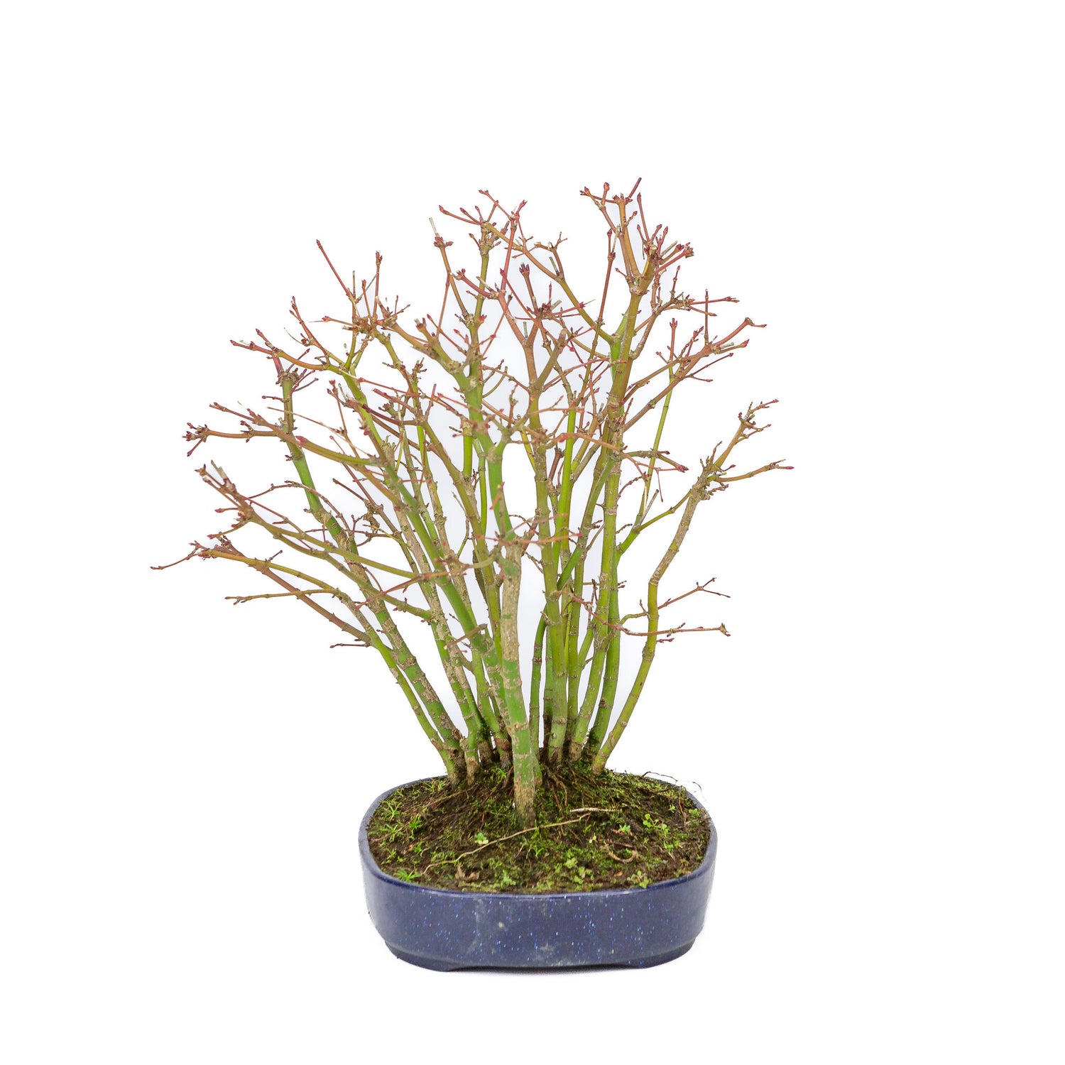 Buiten Bonsai Acer palmatum bos plastic blauwe ovale pot 22cm, hoogte ~32cm