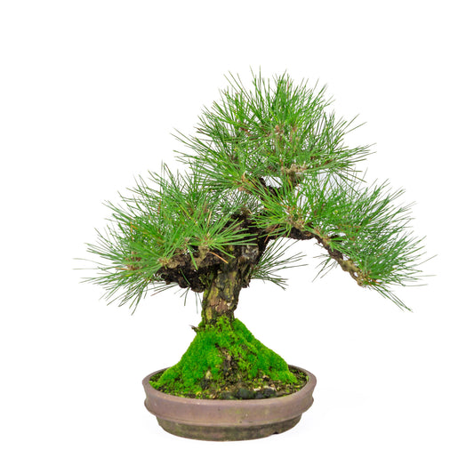 Bonsaï d'extérieur Pinus thunbergii, pot rond non émaillé de 20 cm, hauteur ~37 cm