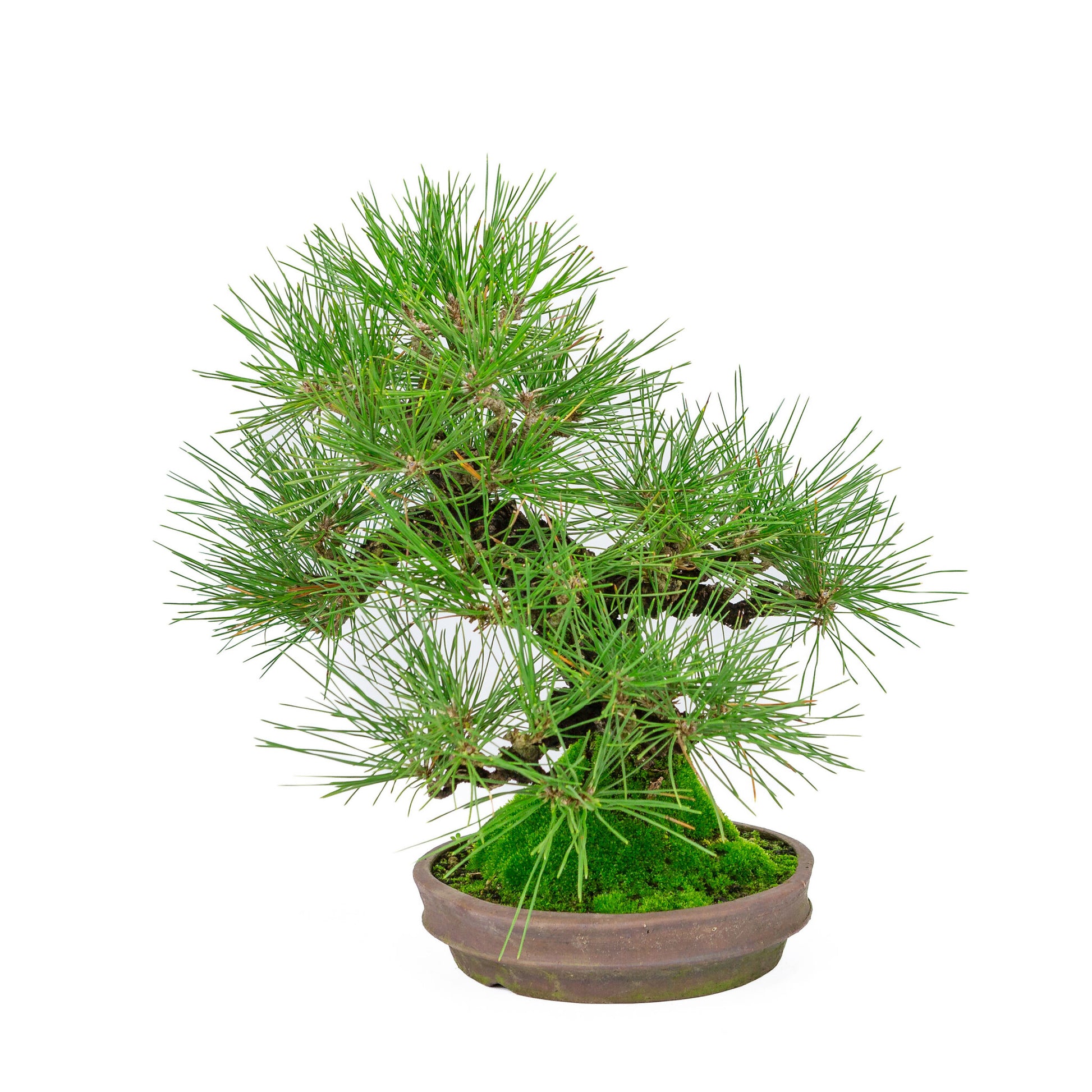 Bonsaï d'extérieur Pinus thunbergii, pot rond non émaillé de 20 cm, hauteur ~37 cm
