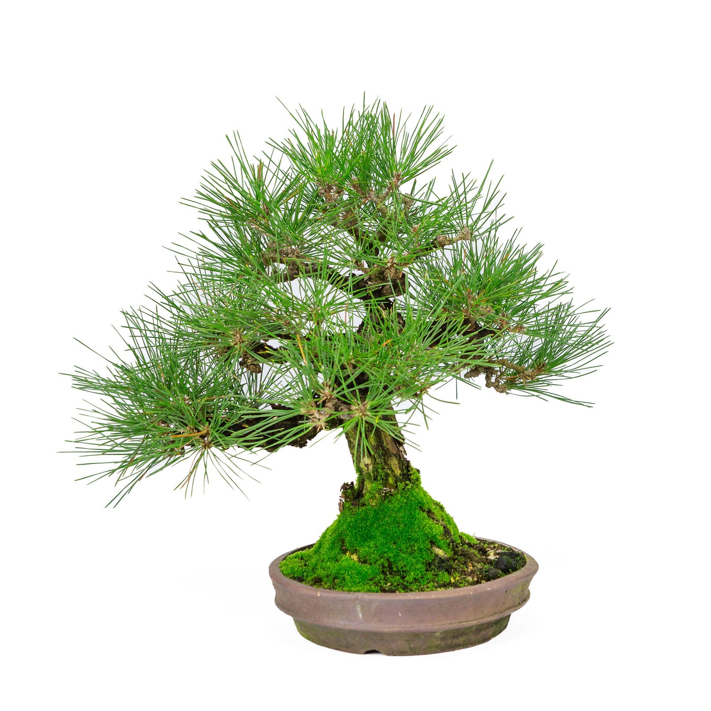 Bonsaï d'extérieur Pinus thunbergii, pot rond non émaillé de 20 cm, hauteur ~37 cm