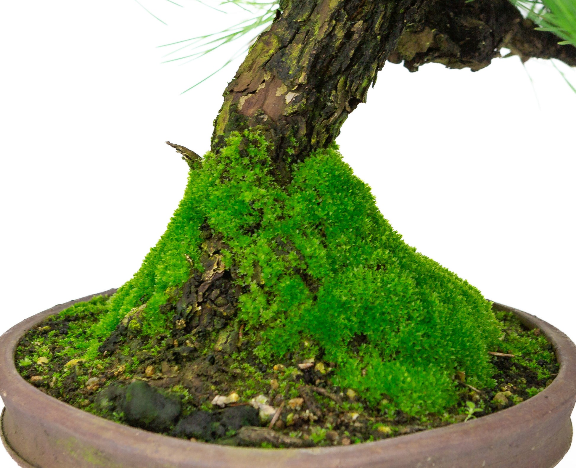 Bonsaï d'extérieur Pinus thunbergii, pot rond non émaillé de 20 cm, hauteur ~37 cm