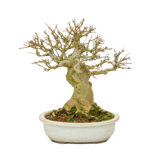 Bonsaï d'extérieur Acer buergerianum crème pot ovale 25cm, hauteur ~36cm