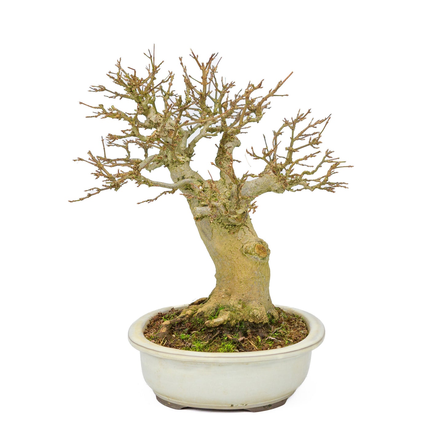 Bonsaï d'extérieur Acer buergerianum crème pot ovale 25cm, hauteur ~36cm