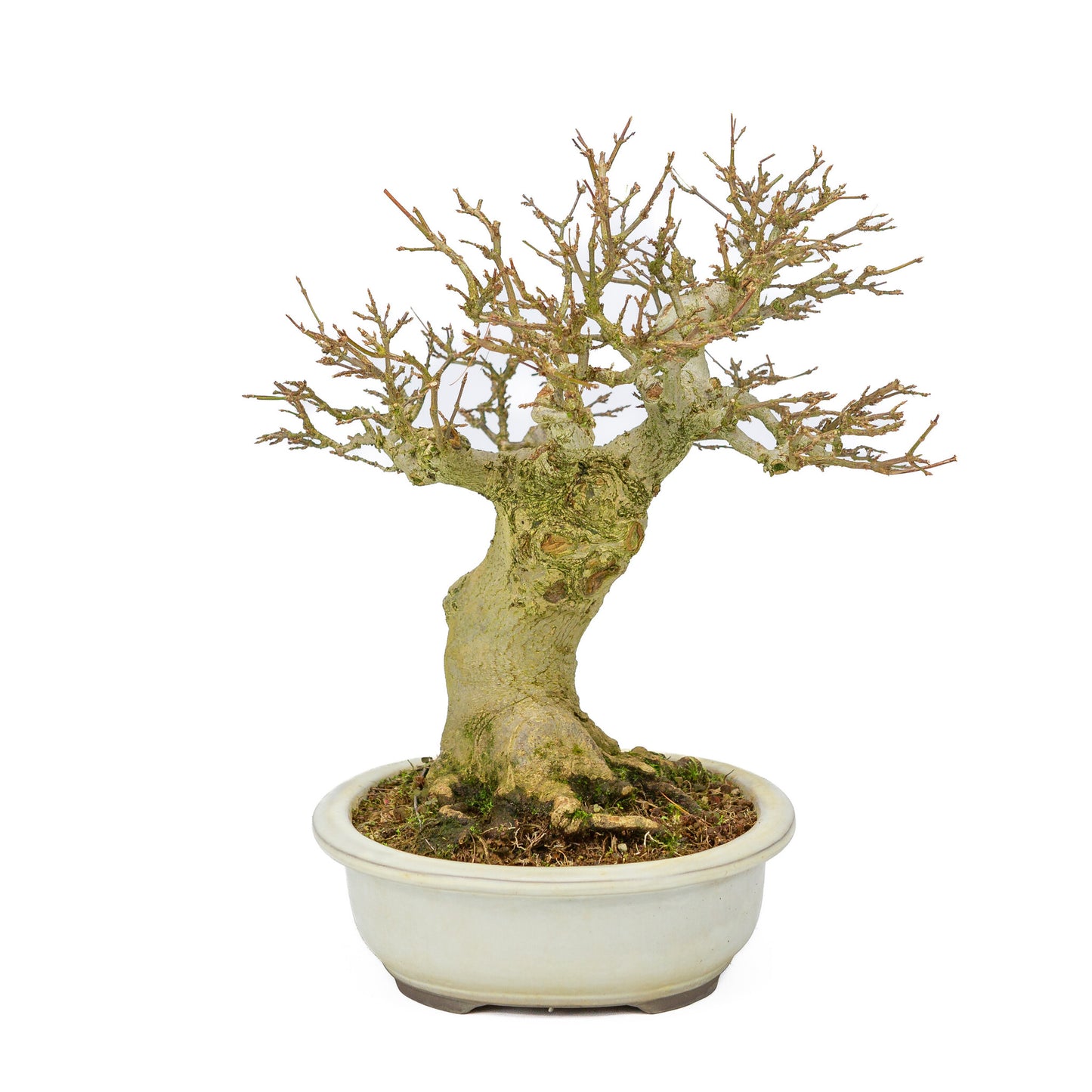 Bonsaï d'extérieur Acer buergerianum crème pot ovale 25cm, hauteur ~36cm