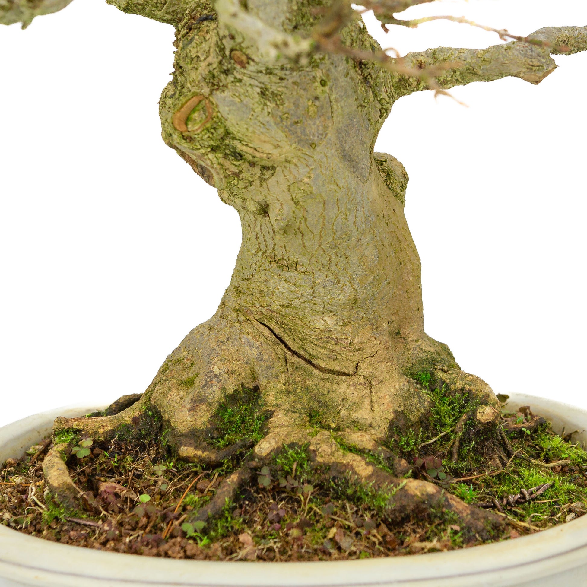 Bonsaï d'extérieur Acer buergerianum crème pot ovale 25cm, hauteur ~36cm