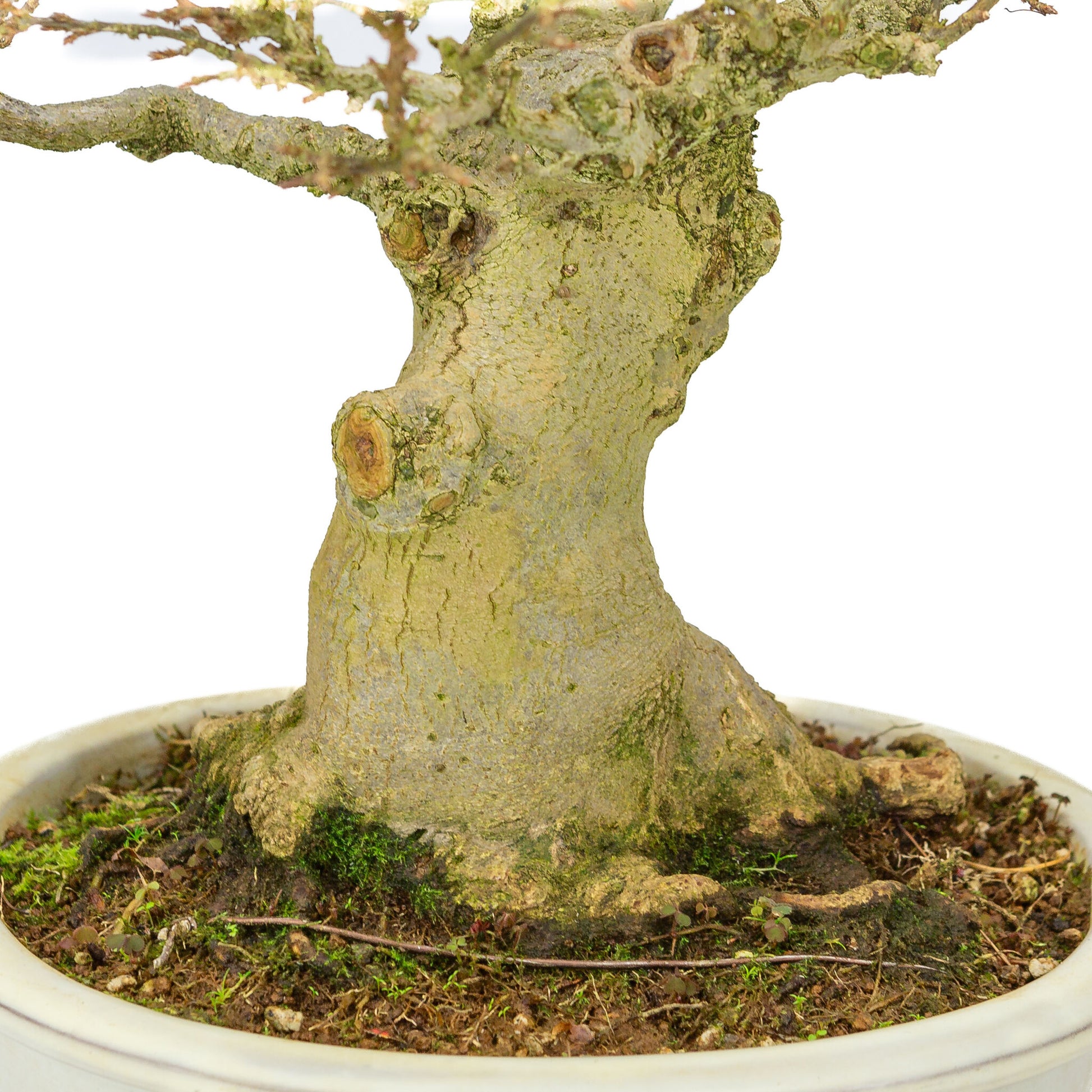 Bonsaï d'extérieur Acer buergerianum crème pot ovale 25cm, hauteur ~36cm