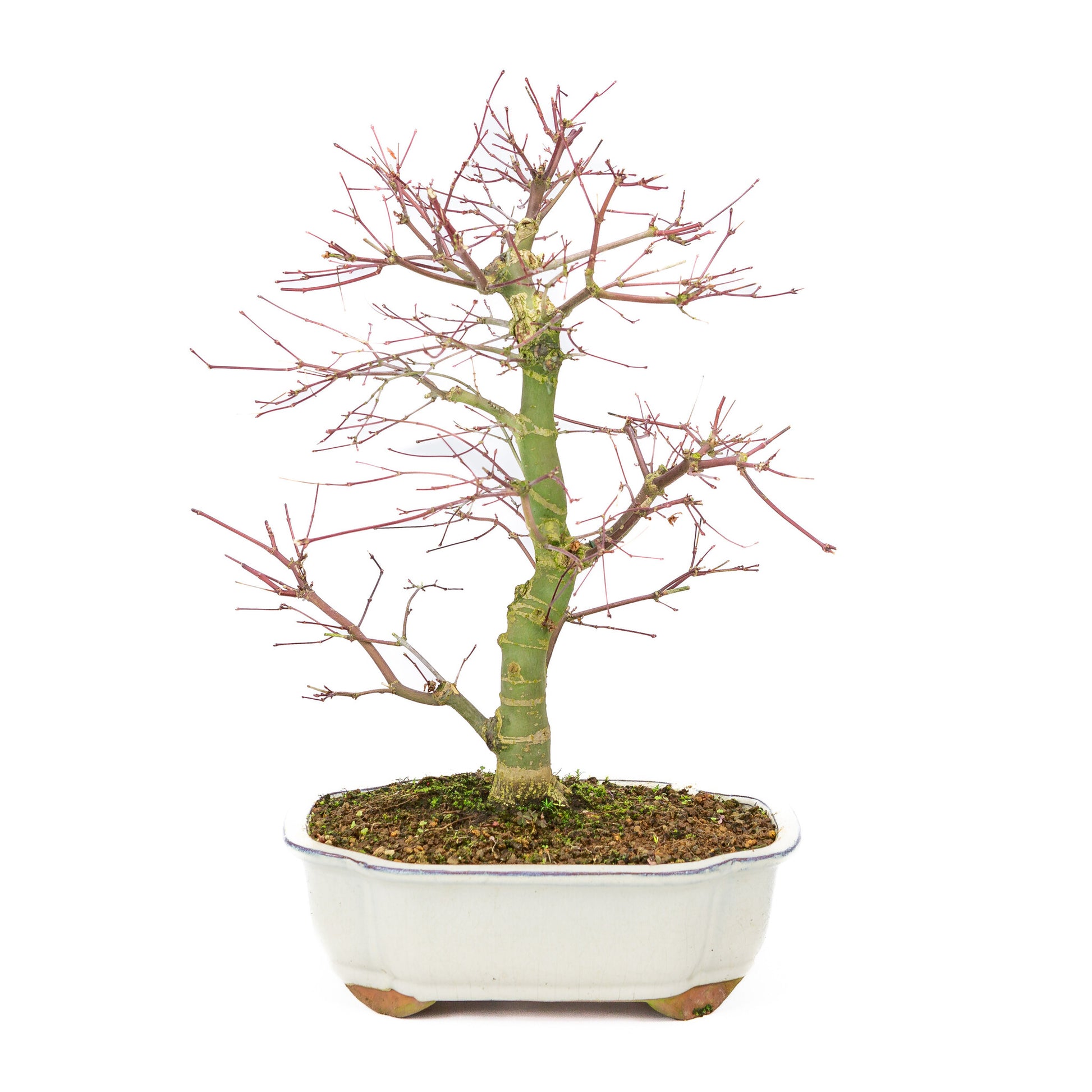 Bonsaï d'extérieur Acer palmatum Deshojo couleur crème, pot Mokko 25 cm, hauteur ~46 cm