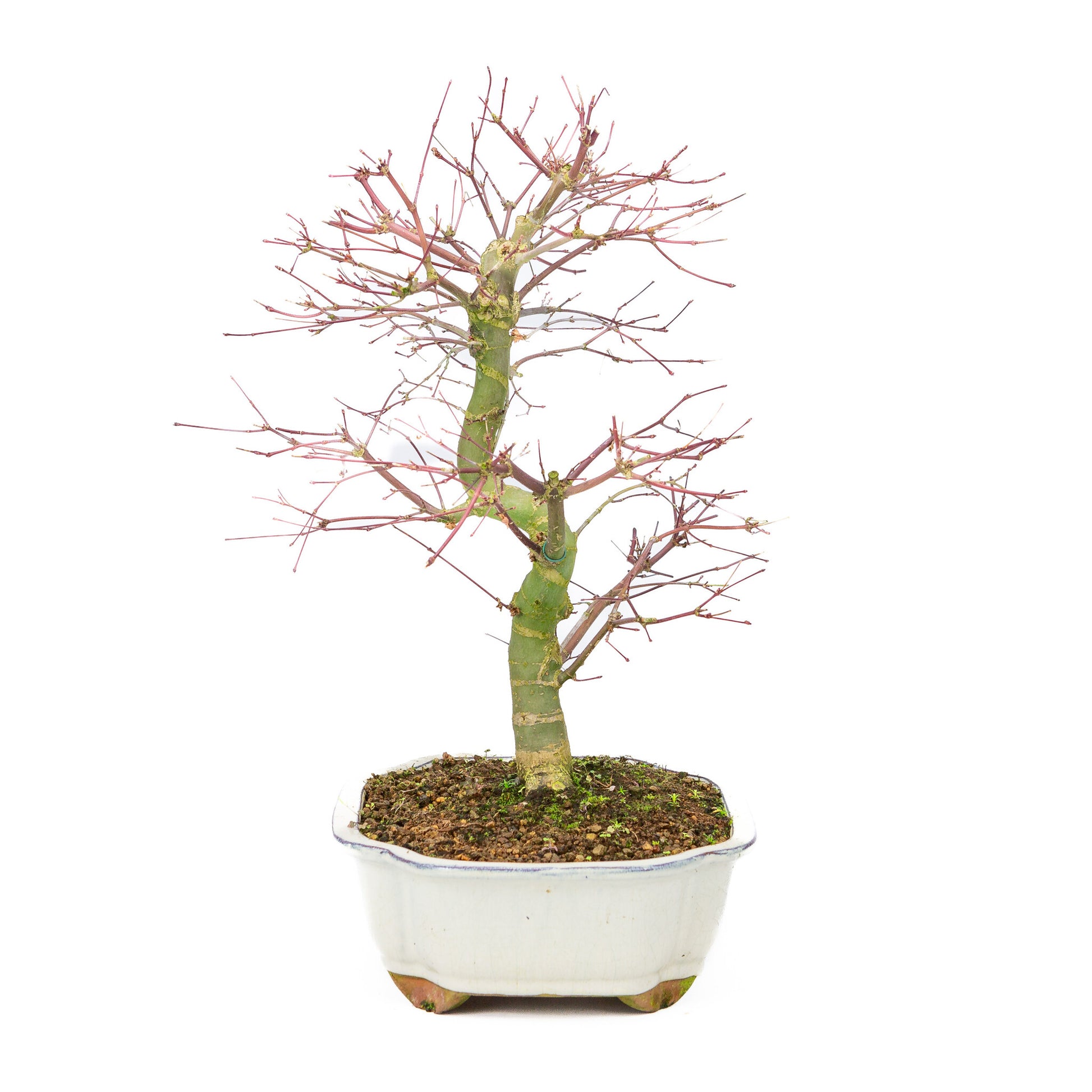 Bonsaï d'extérieur Acer palmatum Deshojo couleur crème, pot Mokko 25 cm, hauteur ~46 cm