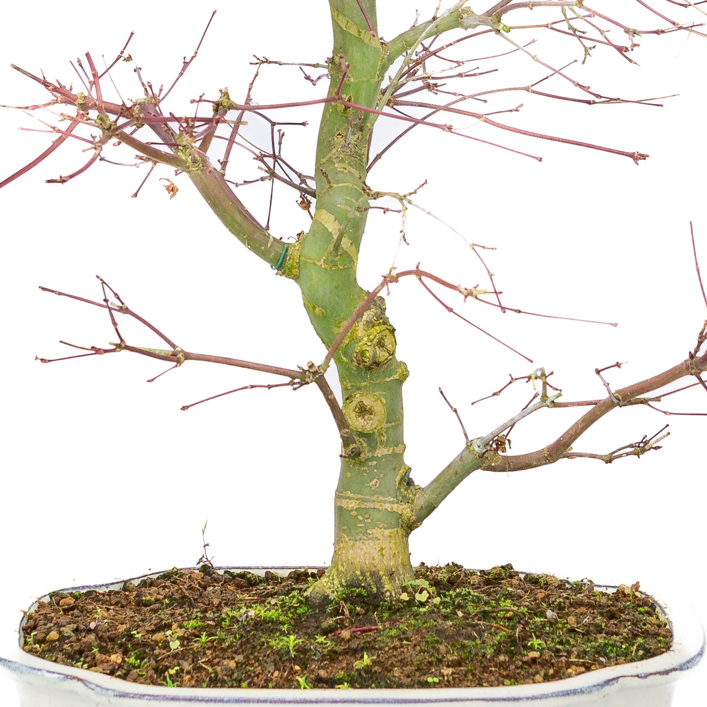 Bonsaï d'extérieur Acer palmatum Deshojo couleur crème, pot Mokko 25 cm, hauteur ~46 cm