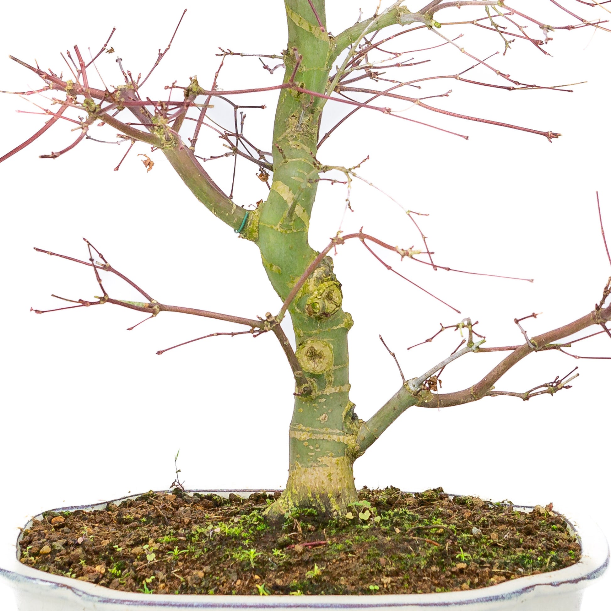 Bonsaï d'extérieur Acer palmatum Deshojo couleur crème, pot Mokko 25 cm, hauteur ~46 cm
