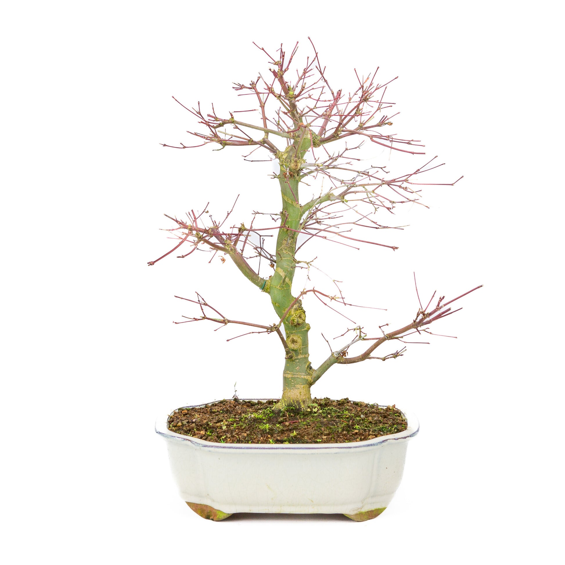 Bonsaï d'extérieur Acer palmatum Deshojo couleur crème, pot Mokko 25 cm, hauteur ~46 cm