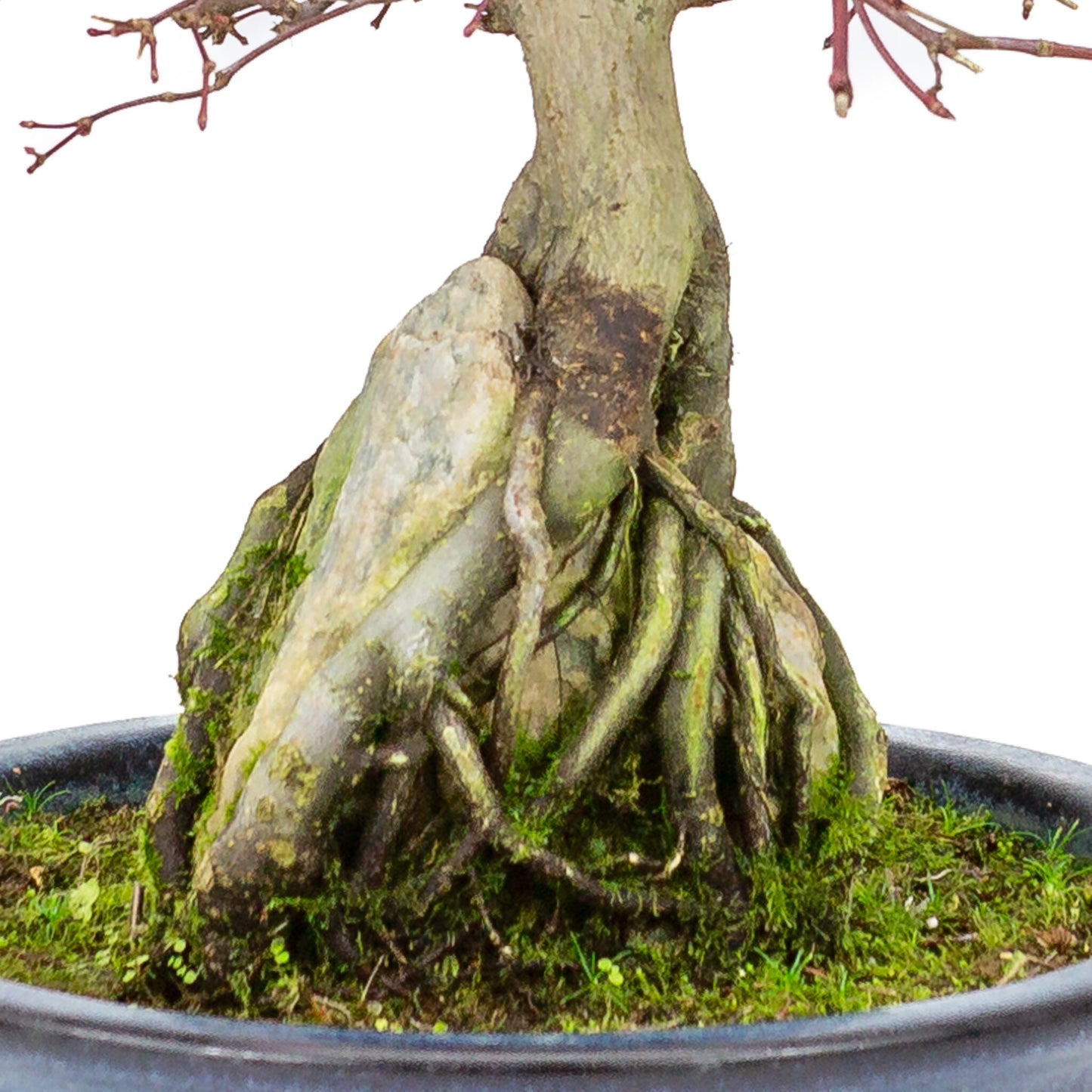 Bonsaï d'extérieur Acer palmatum 'Deshojo', pot rond bleu de 20 cm, hauteur ~31 cm