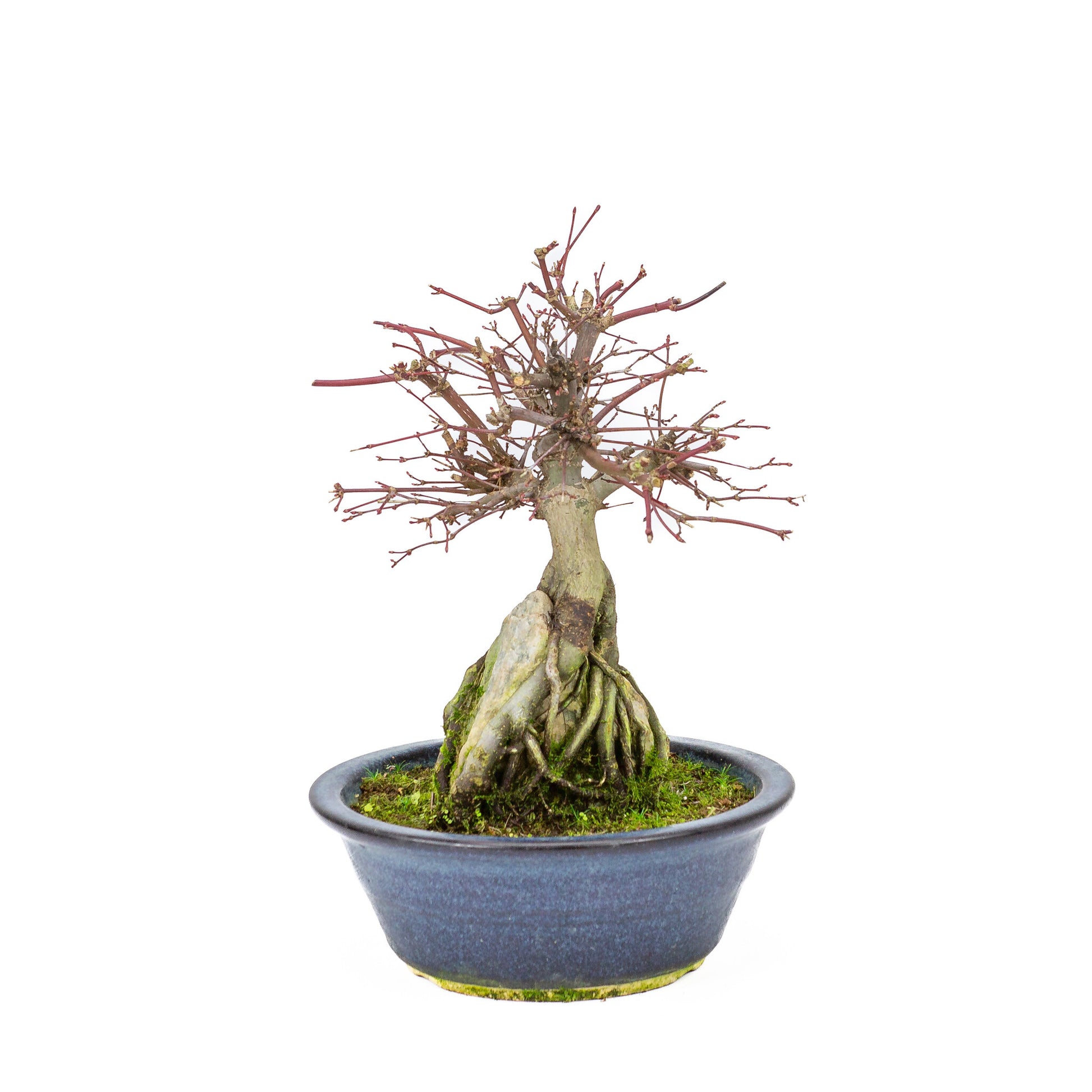 Bonsaï d'extérieur Acer palmatum 'Deshojo', pot rond bleu de 20 cm, hauteur ~31 cm