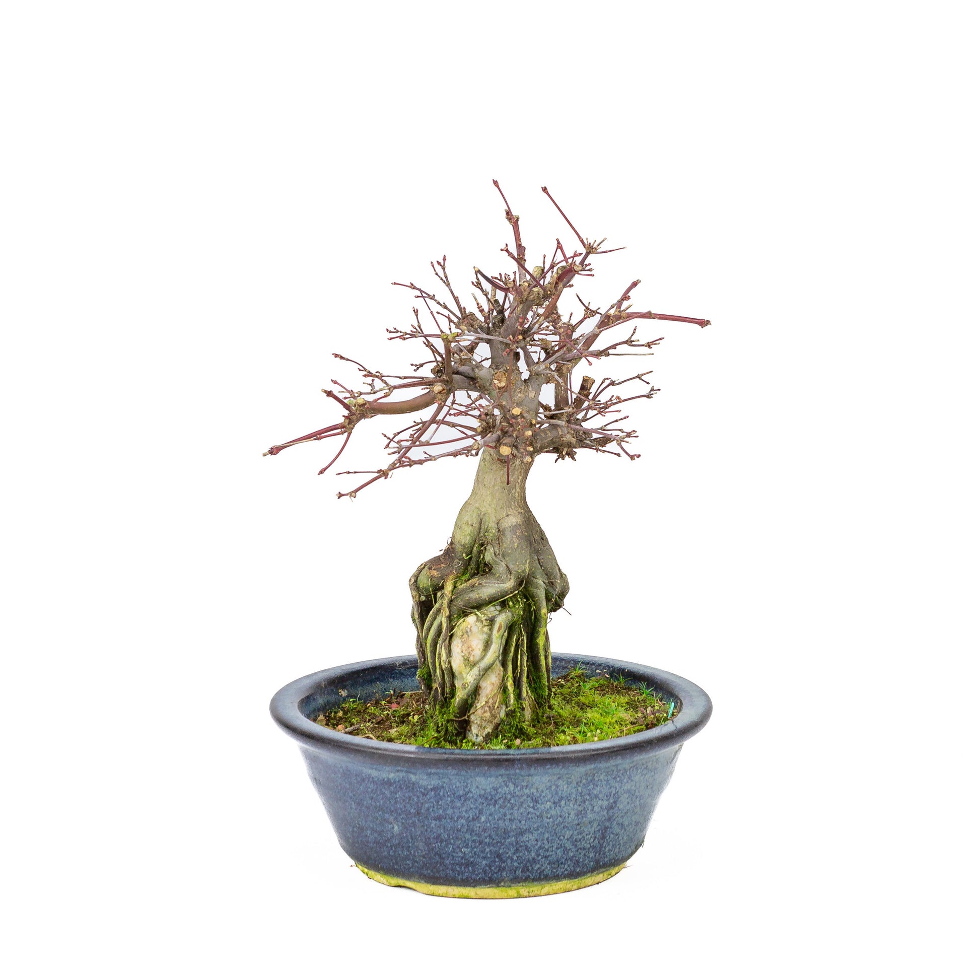Bonsaï d'extérieur Acer palmatum 'Deshojo', pot rond bleu de 20 cm, hauteur ~31 cm
