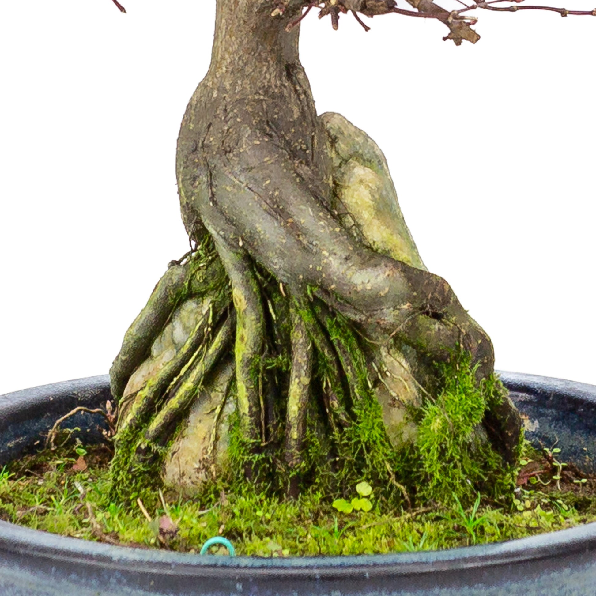Bonsaï d'extérieur Acer palmatum 'Deshojo', pot rond bleu de 20 cm, hauteur ~31 cm