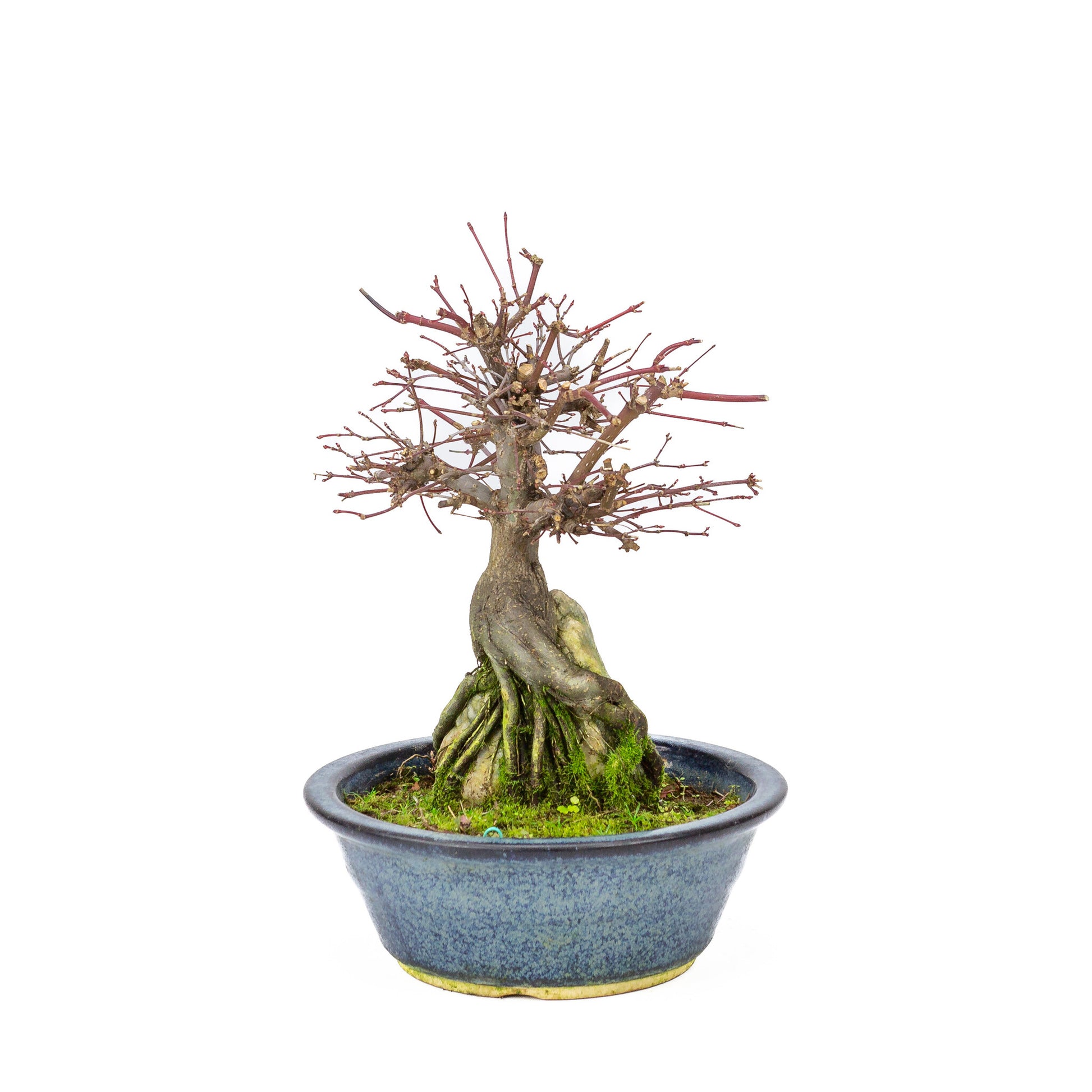 Bonsaï d'extérieur Acer palmatum 'Deshojo', pot rond bleu de 20 cm, hauteur ~31 cm