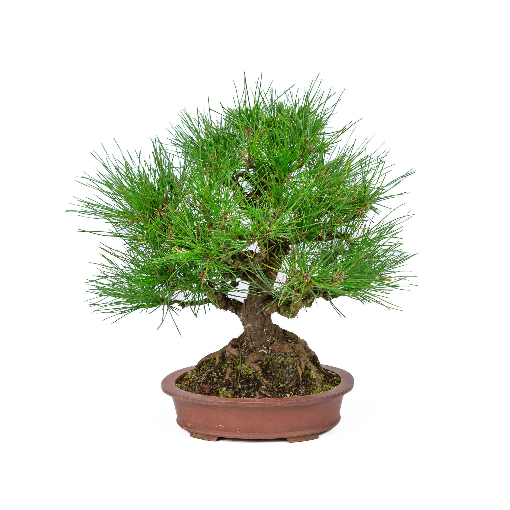 Bonsaï d'extérieur Pinus thunbergii en pot ovale non émaillé de 19 cm de diamètre, hauteur ~30 cm