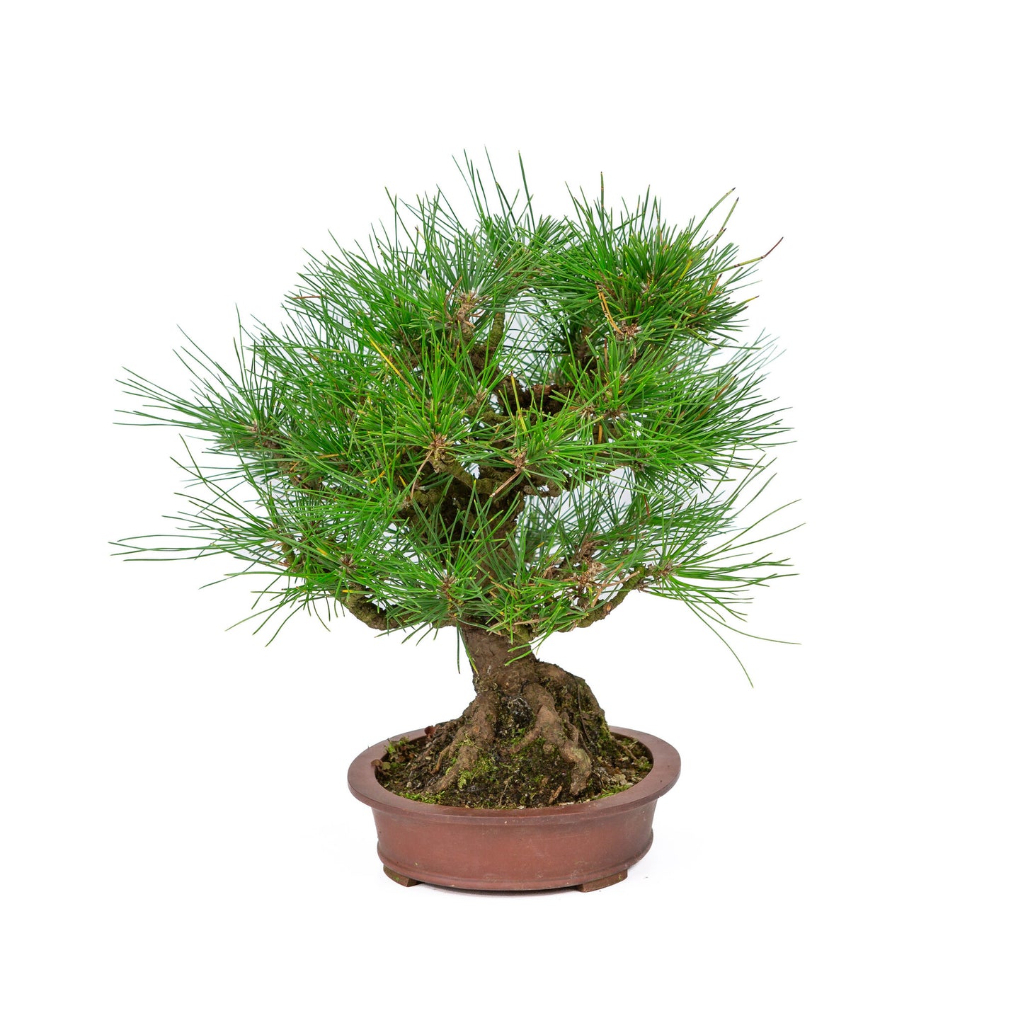 Bonsaï d'extérieur Pinus thunbergii en pot ovale non émaillé de 19 cm de diamètre, hauteur ~30 cm