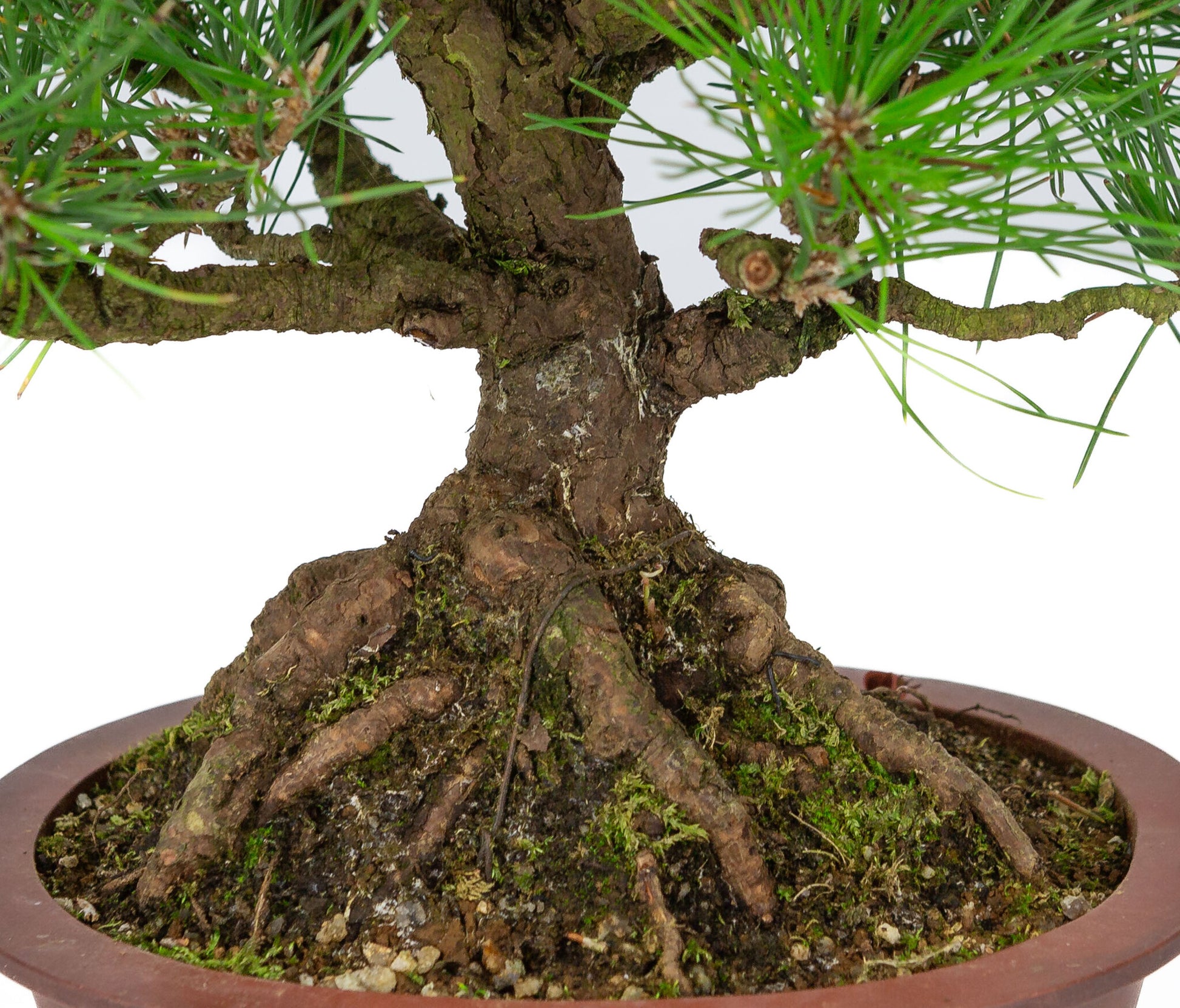 Bonsaï d'extérieur Pinus thunbergii en pot ovale non émaillé de 19 cm de diamètre, hauteur ~30 cm
