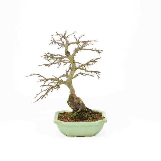 Buiten Bonsai Diospyros kaki licht groene vierkant Mokko pot 14cm, hoogte ~ 30cm