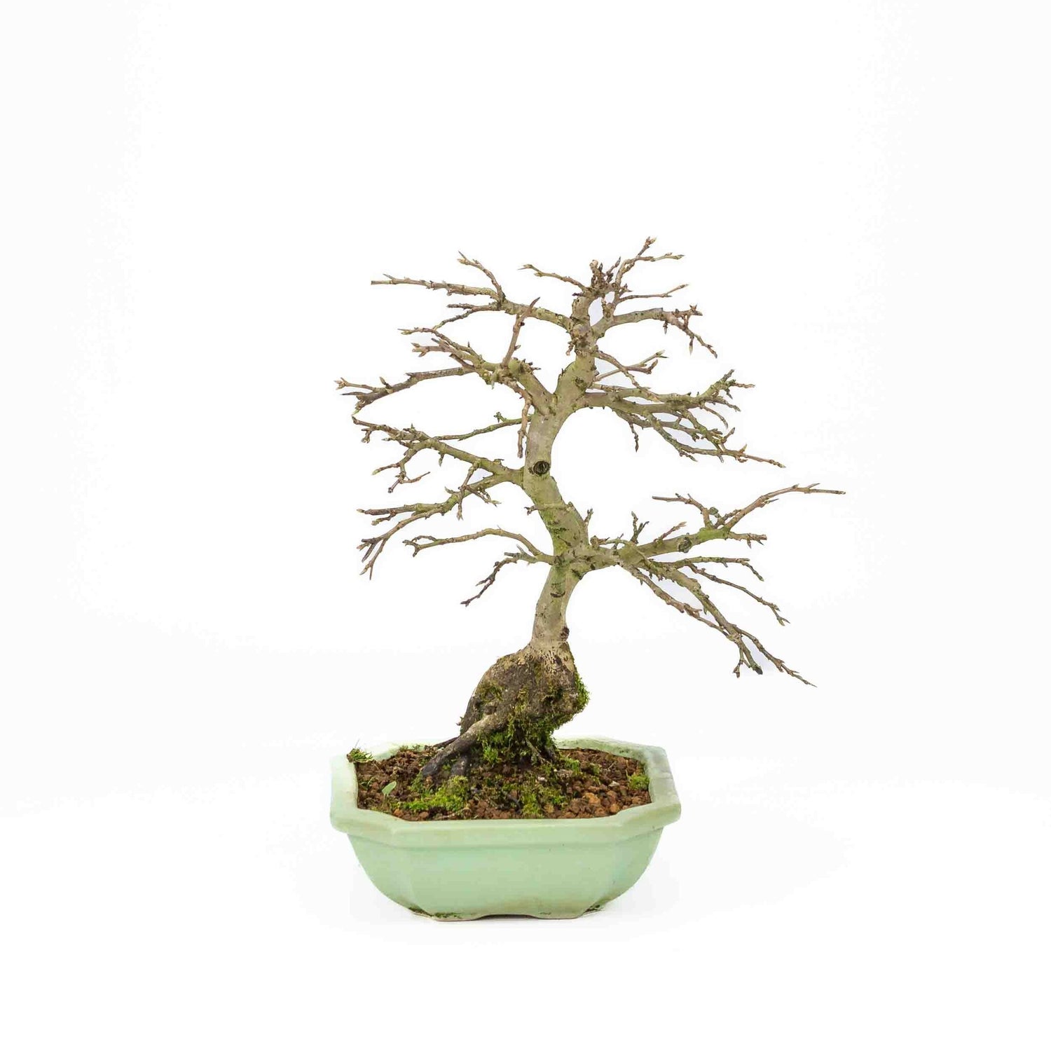Buiten Bonsai Diospyros kaki licht groene vierkant Mokko pot 14cm, hoogte ~ 30cm