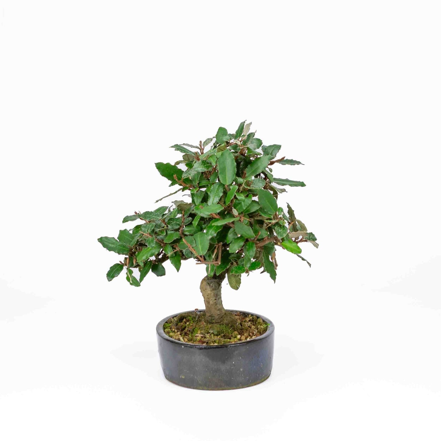 Bonsaï d'extérieur Elaeagnus pungens, pot ovale bleu foncé de 15 cm, hauteur 24 cm